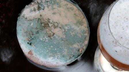 Can Beer Get Moldy?